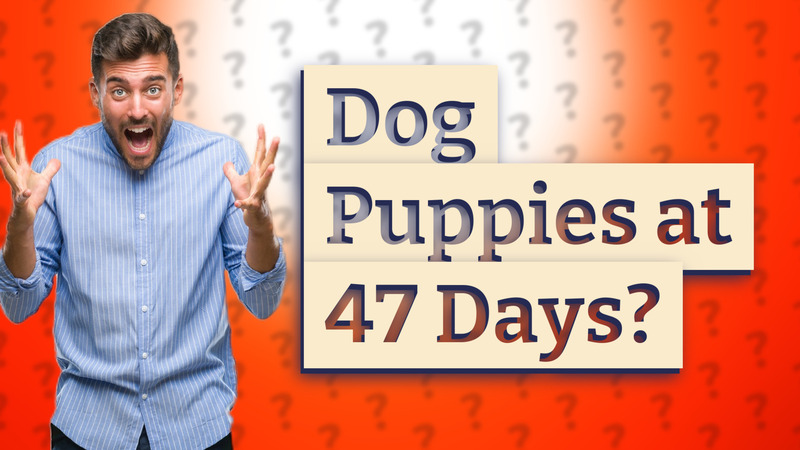 Dog Puppies at 47 Days?