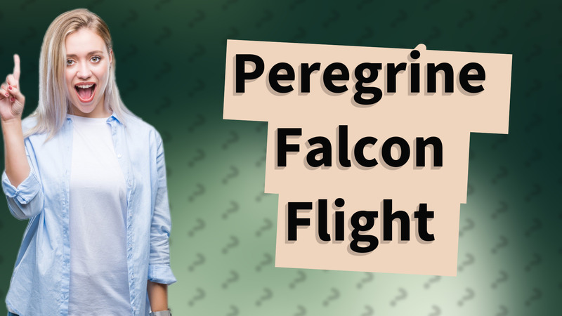 Peregrine Falcon Flight