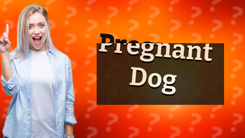 Pregnant Dog