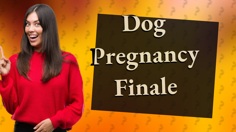 Dog Pregnancy Finale