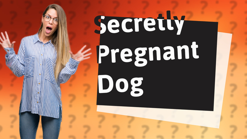 Secretly Pregnant Dog