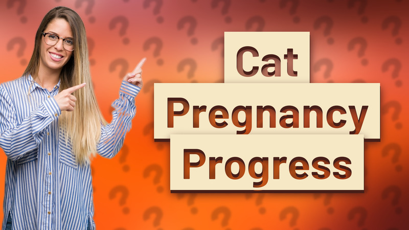 Cat Pregnancy Progress