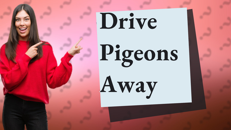 Drive Pigeons Away