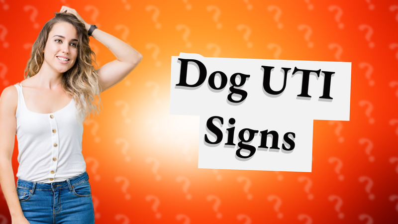 Dog UTI Signs