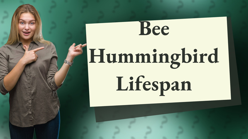 Bee Hummingbird Lifespan