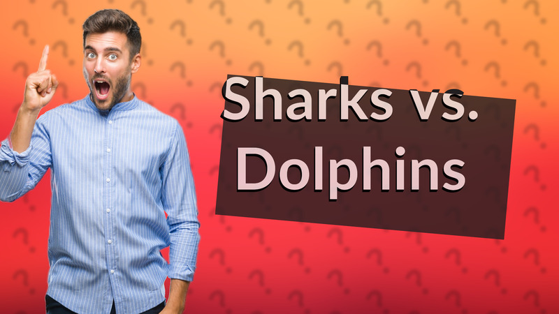 Sharks vs. Dolphins