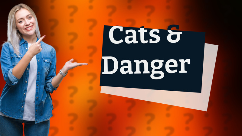 Cats & Danger