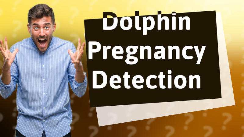 Dolphin Pregnancy Detection