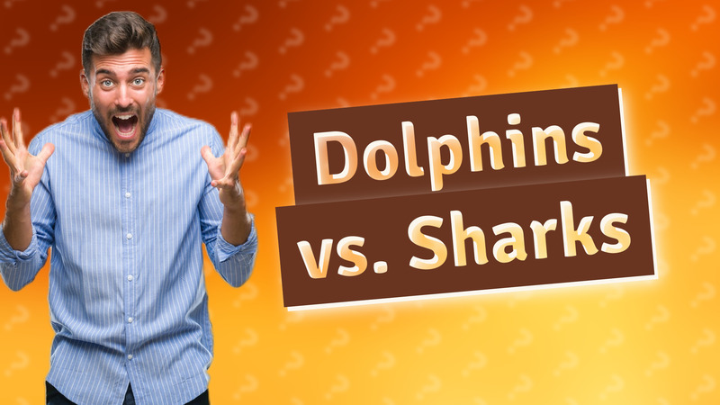 Dolphins vs. Sharks