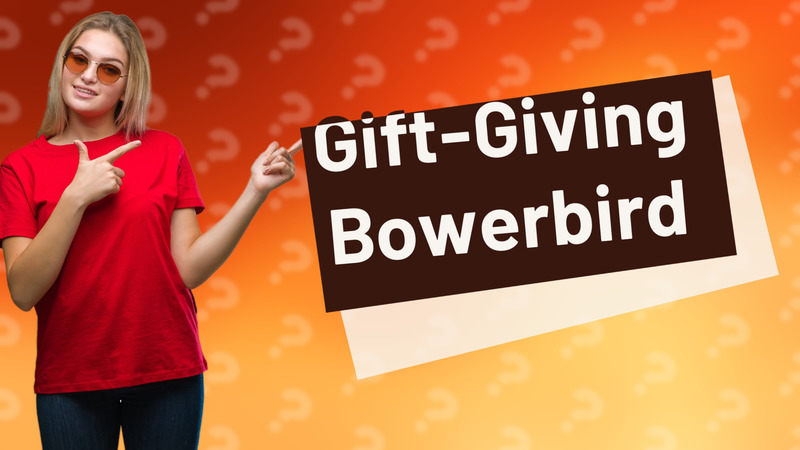 Gift-Giving Bowerbird