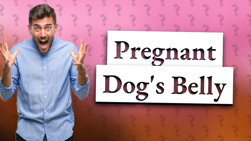 Pregnant Dog's Belly