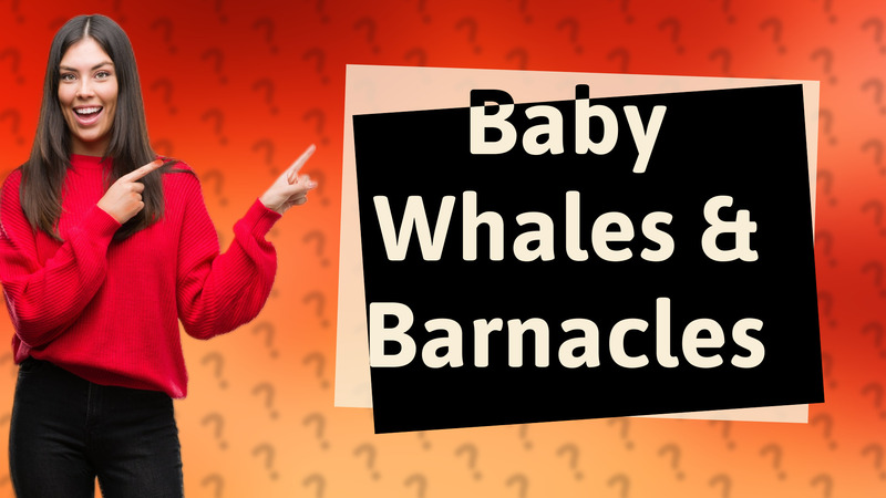 Baby Whales & Barnacles
