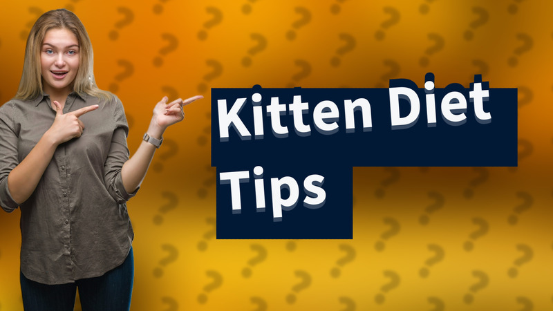 Kitten Diet Tips