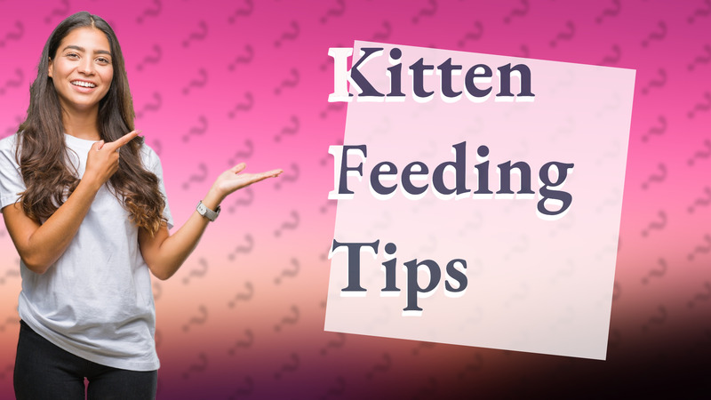 Kitten Feeding Tips