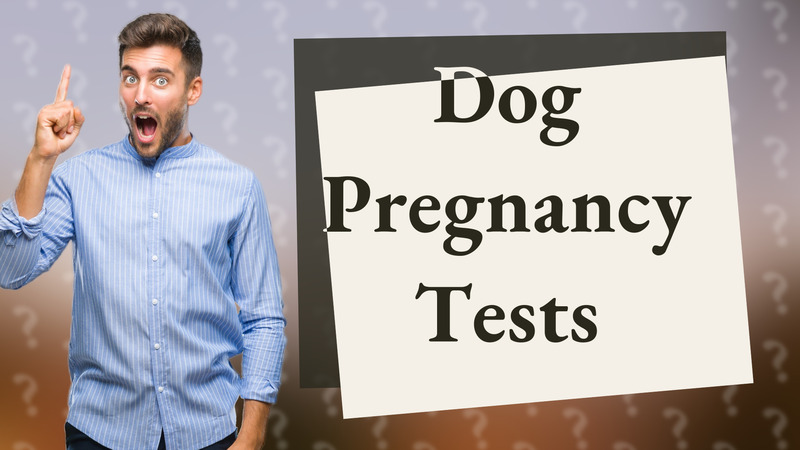 Dog Pregnancy Tests