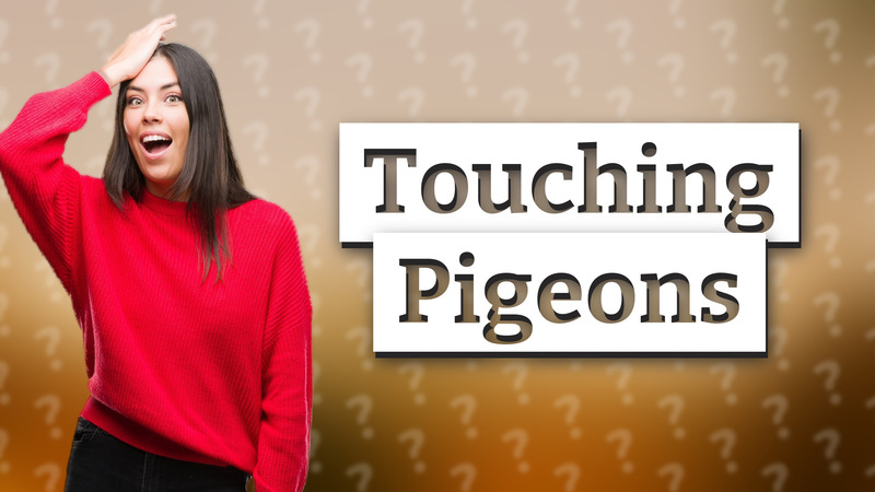Touching Pigeons
