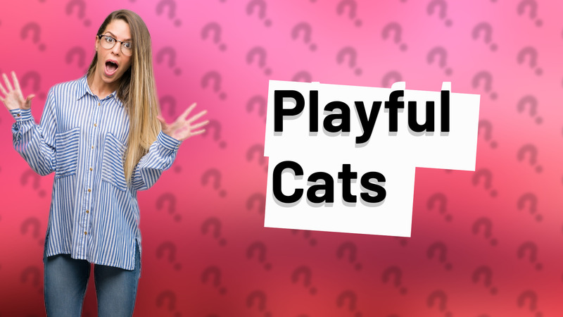 Playful Cats