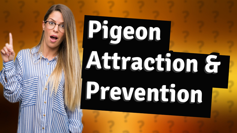 Pigeon Attraction & Prevention