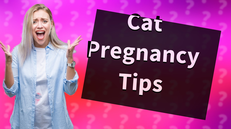 Cat Pregnancy Tips