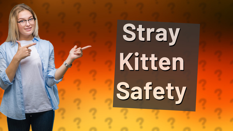 Stray Kitten Safety