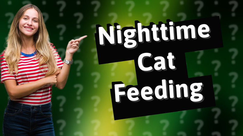 Nighttime Cat Feeding