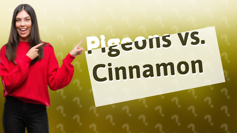 Pigeons vs. Cinnamon