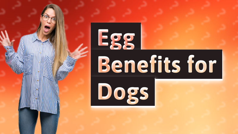 Egg Benefits for Dogs