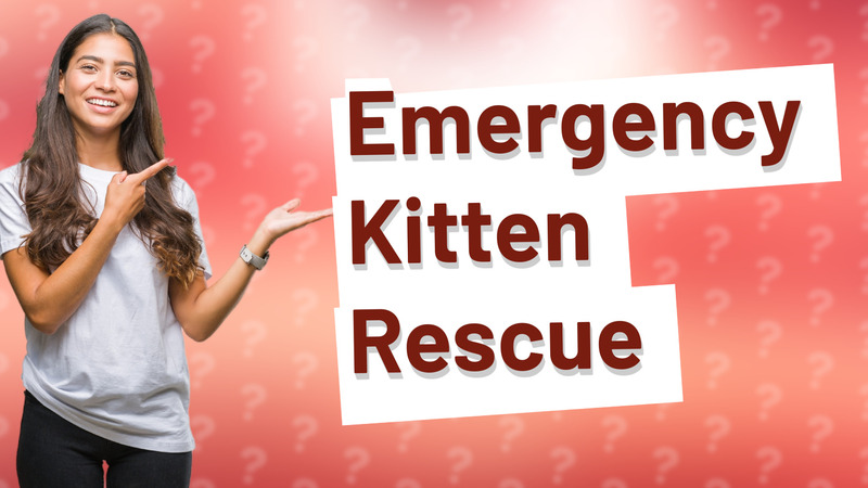 Emergency Kitten Rescue