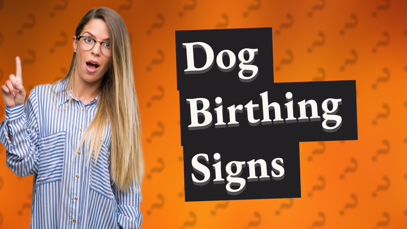 Dog Birthing Signs
