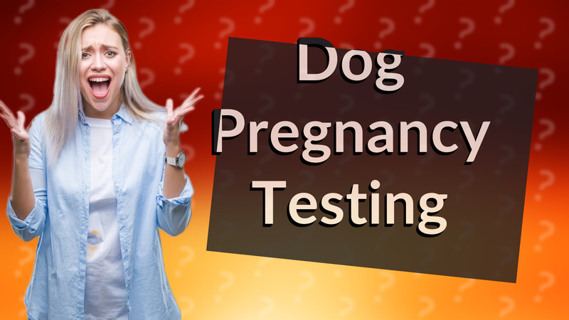 Dog Pregnancy Testing