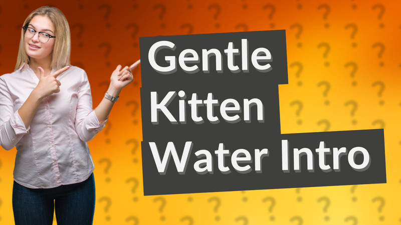 Gentle Kitten Water Intro