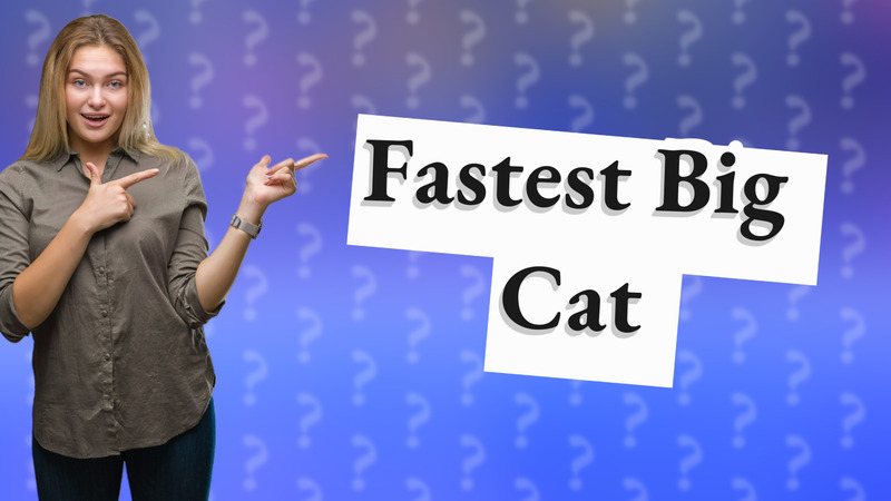 Fastest Big Cat