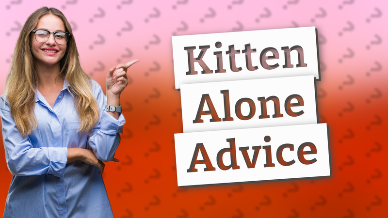 Kitten Alone Advice