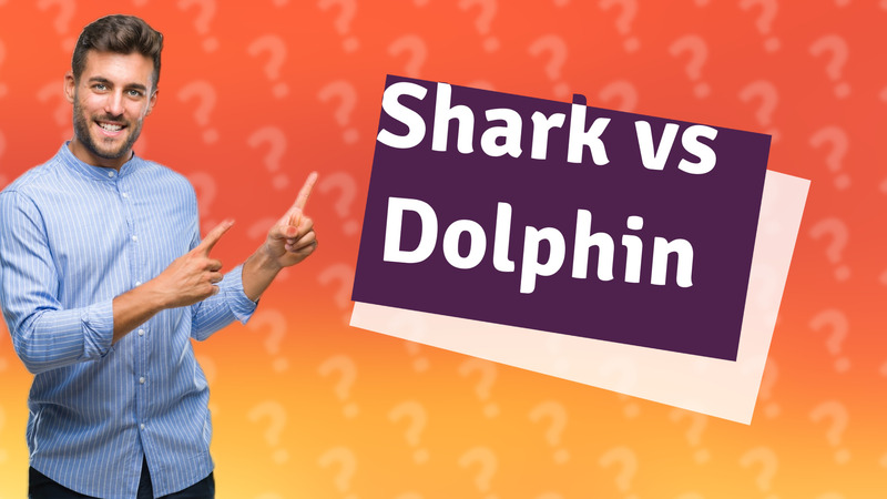 Shark vs Dolphin