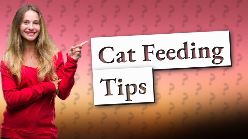 Cat Feeding Tips