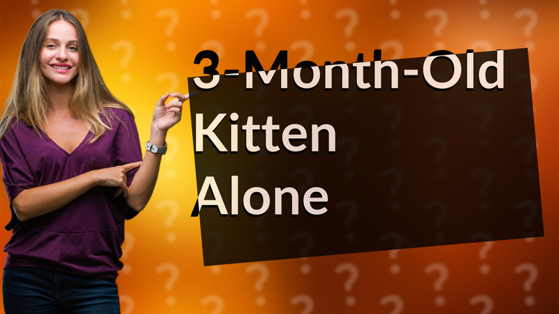 3-Month-Old Kitten Alone