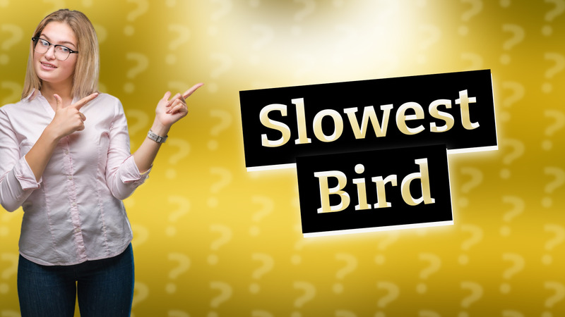 Slowest Bird