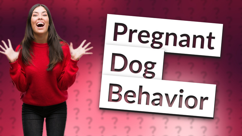 Pregnant Dog Behavior