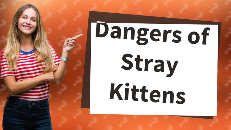 Dangers of Stray Kittens