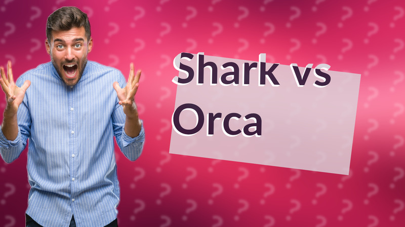 Shark vs Orca