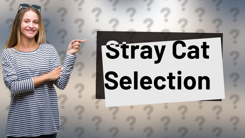 Stray Cat Selection