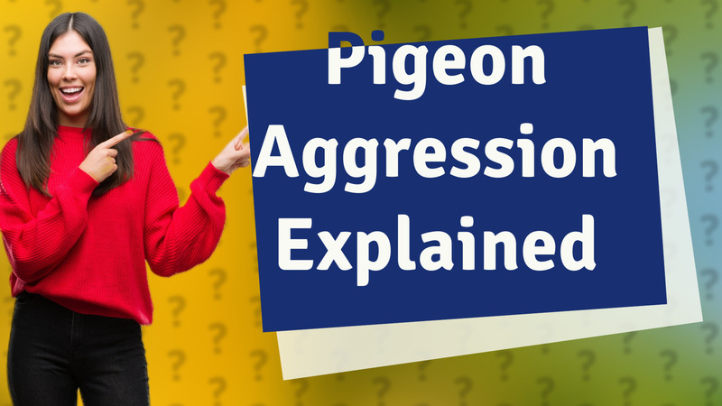 Pigeon Aggression Explained