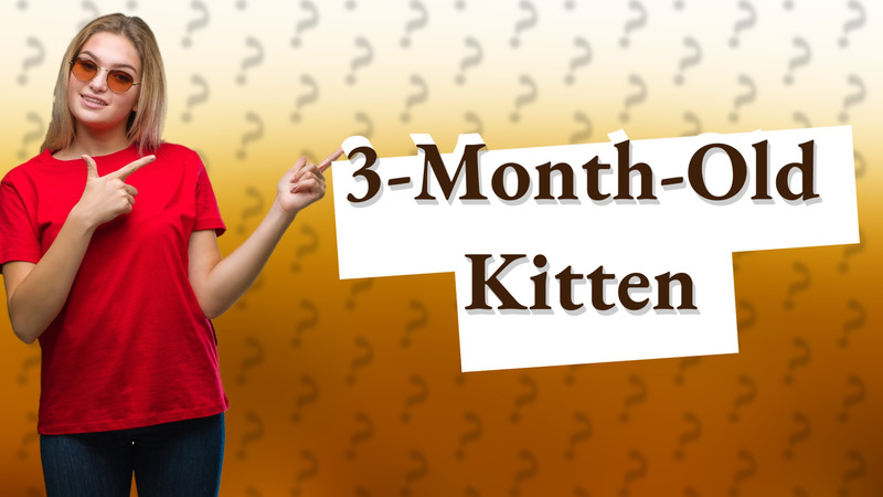 3-Month-Old Kitten