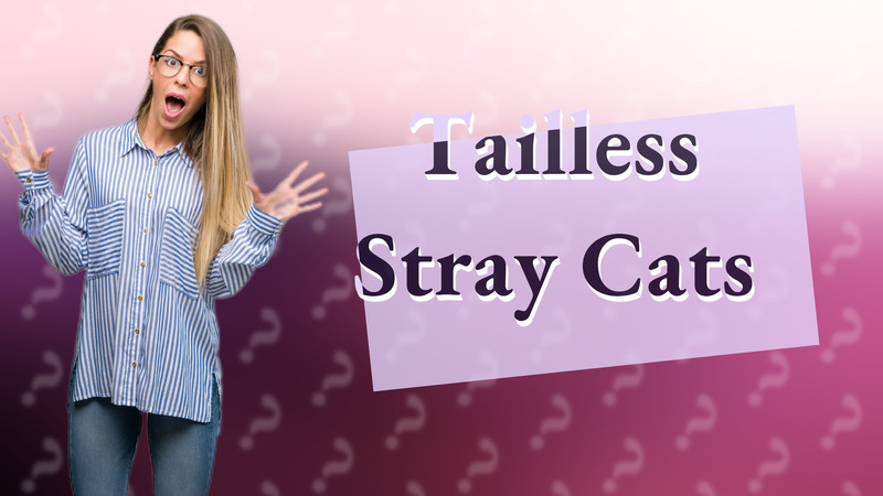 Tailless Stray Cats