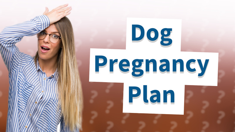 Dog Pregnancy Plan