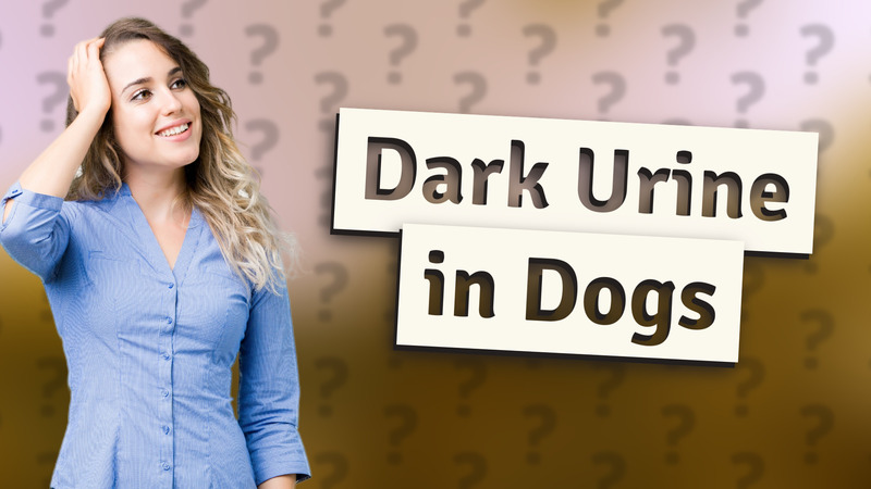 Dark Urine in Dogs