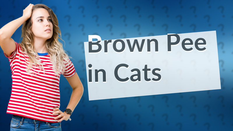 Brown Pee in Cats