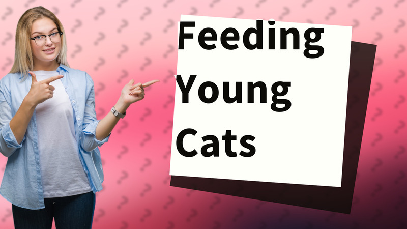 Feeding Young Cats