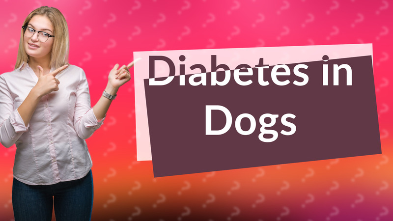 Diabetes in Dogs