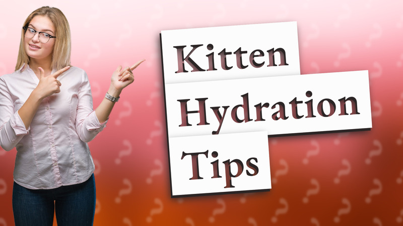 Kitten Hydration Tips